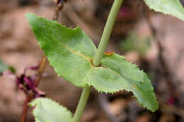 Image of desert penstemon