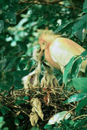 Image of Eastern Cattle Egret