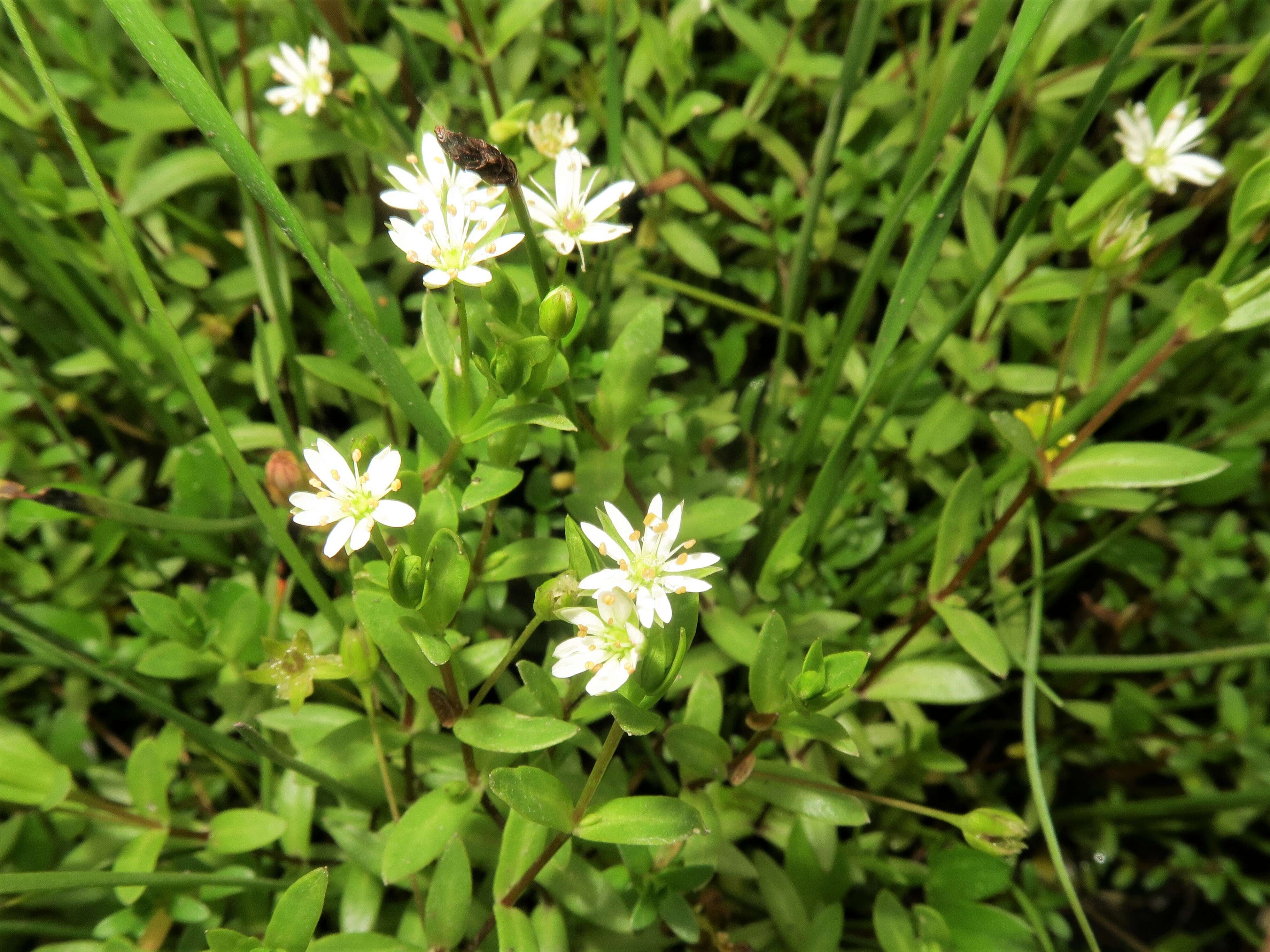 Image of saltmarsh starwort