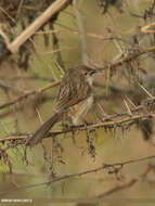 Image of Graceful Prinia