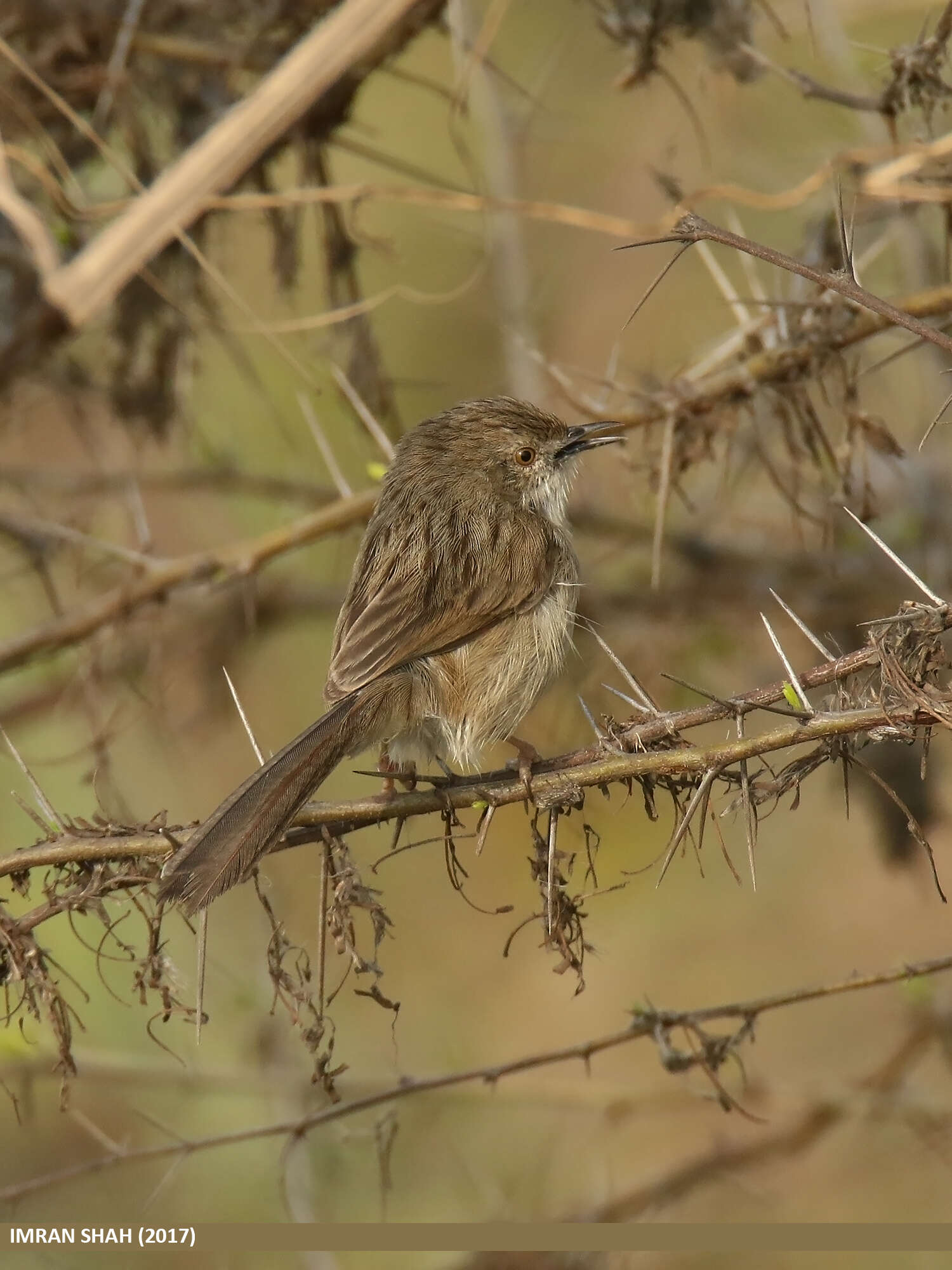 Image of Graceful Prinia