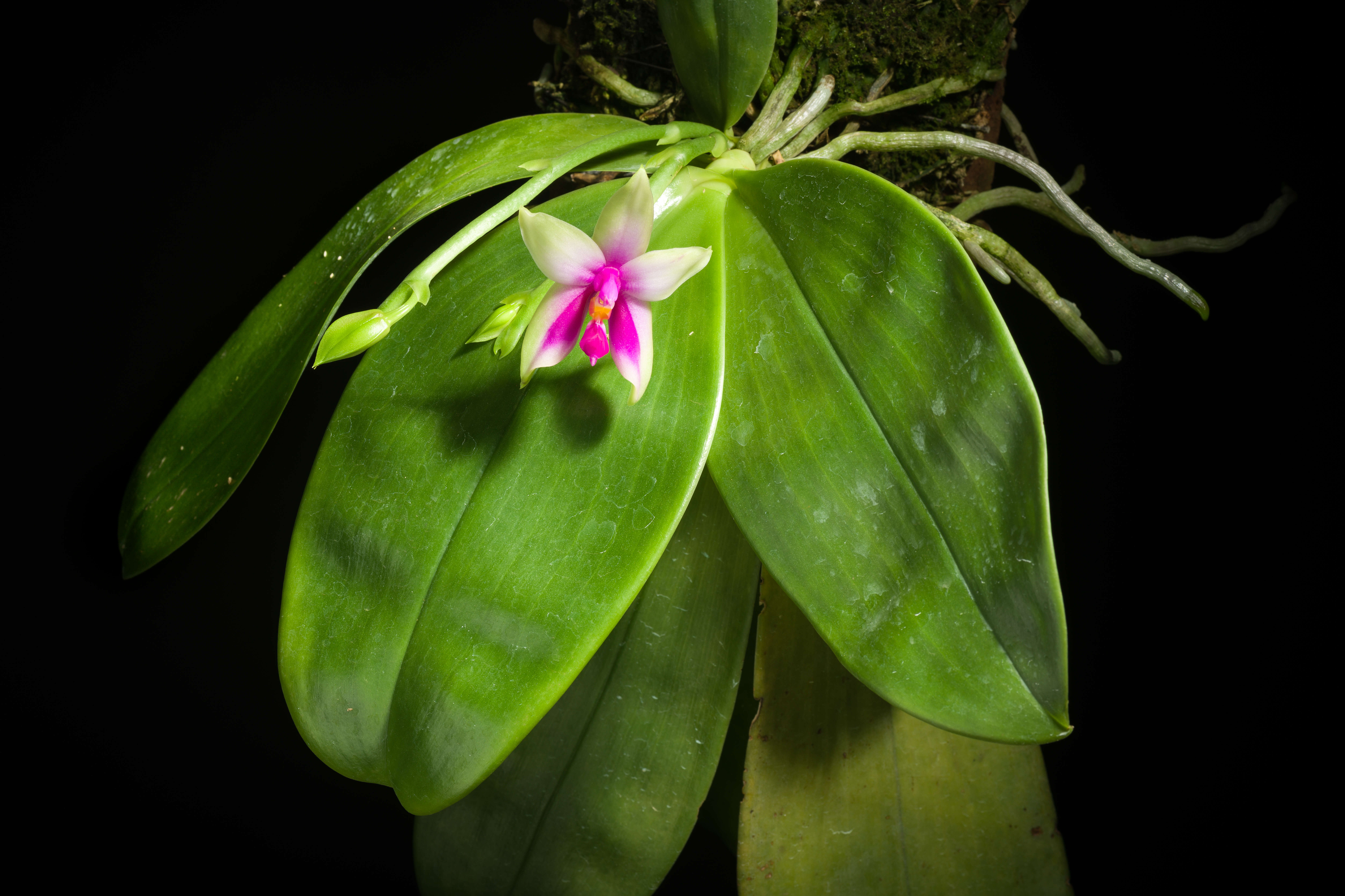 Image of Phalaenopsis bellina (Rchb. fil.) Christenson