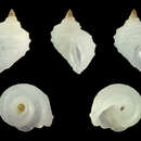 Image of Fossarus ambiguus (Linnaeus 1758)