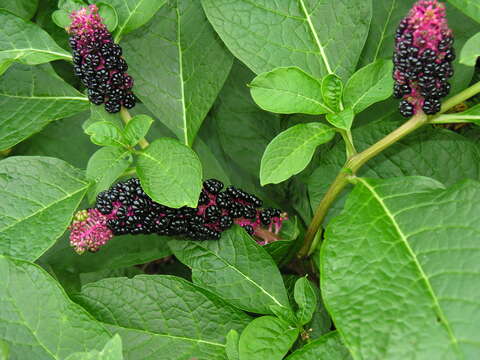 Image of Phytolacca acinosa Roxb.