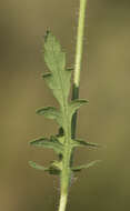 Image of corn poppy