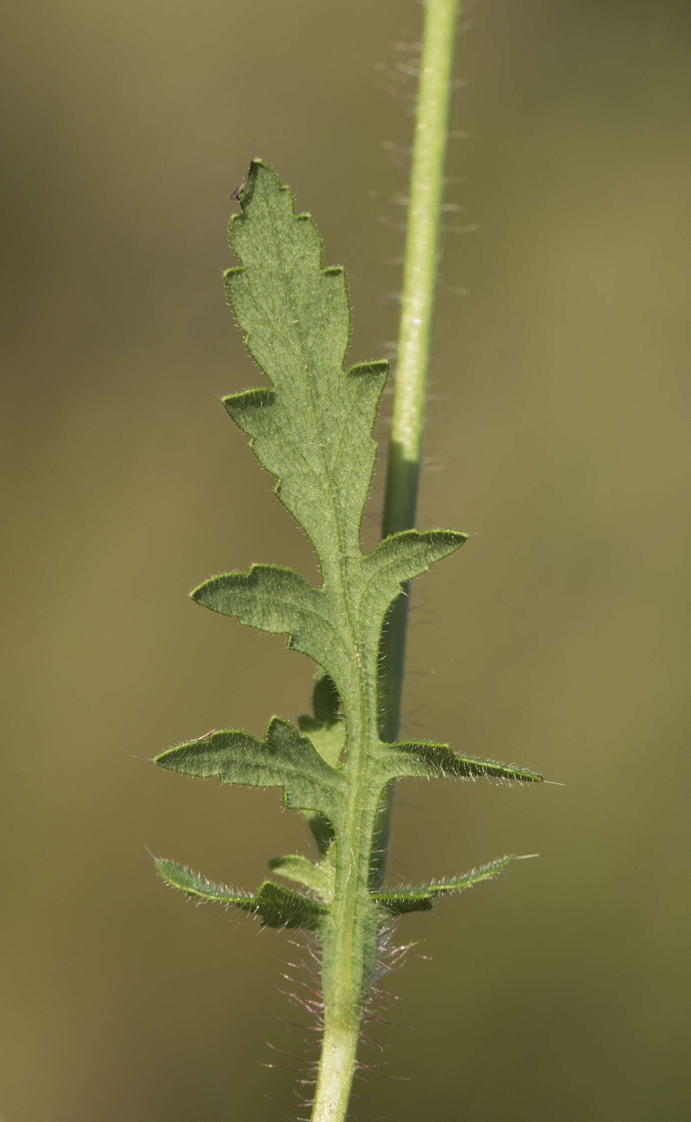 Image of corn poppy