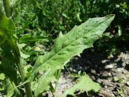 Image of smallflower hawksbeard