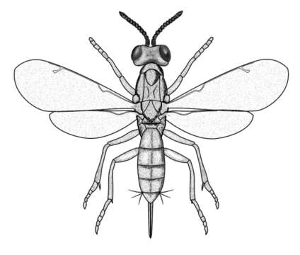 Image of eupelmid wasps
