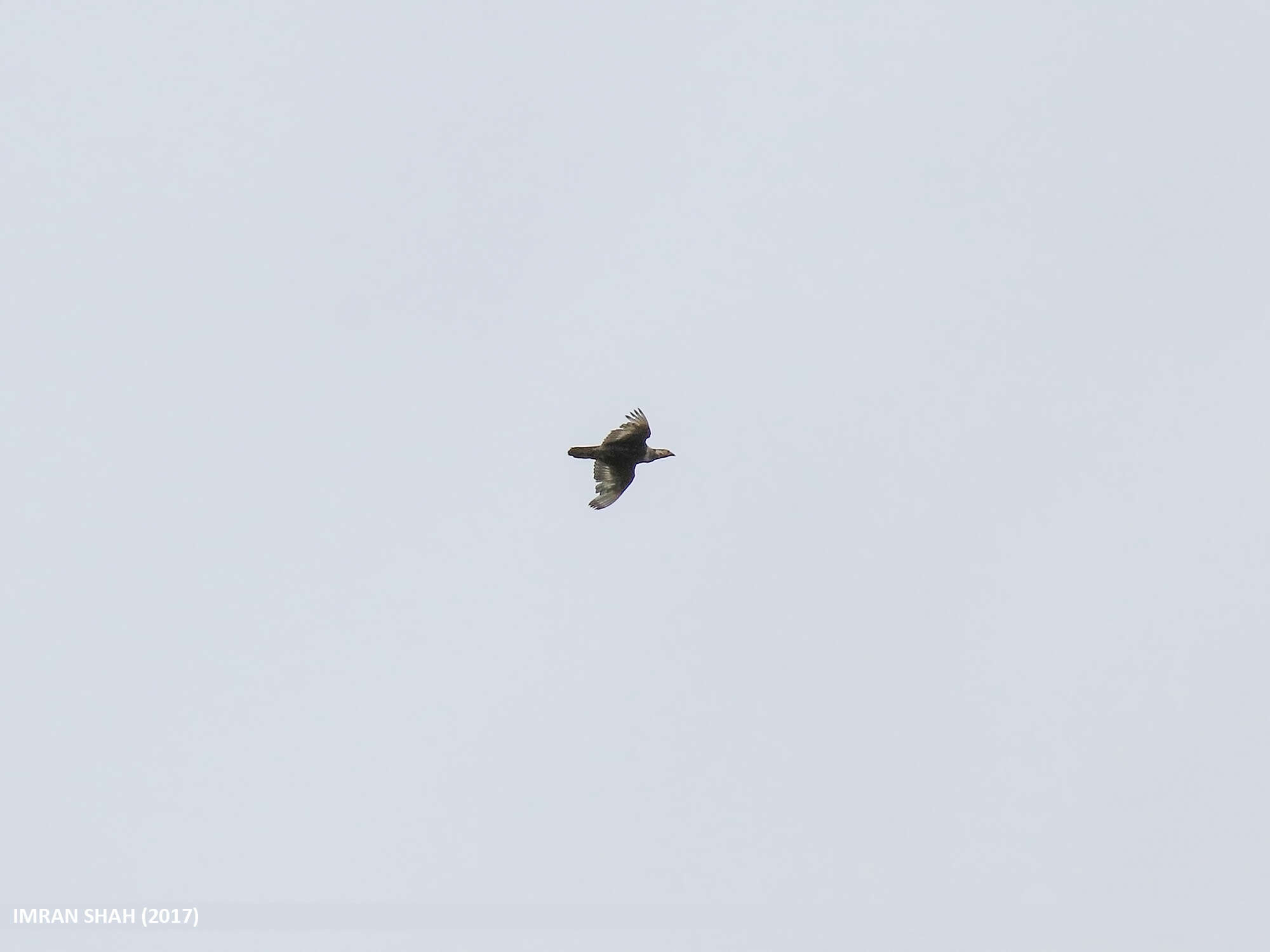 Image of Himalayan Snowcock