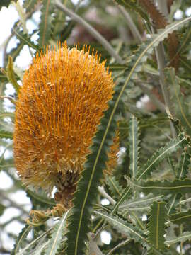 Image of Acorn Banksia