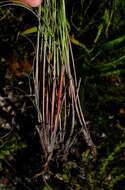 Image of Tetraria cuspidata (Rottb.) C. B. Clarke