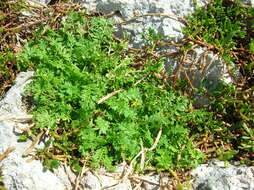 Image of Lesser swine-cress