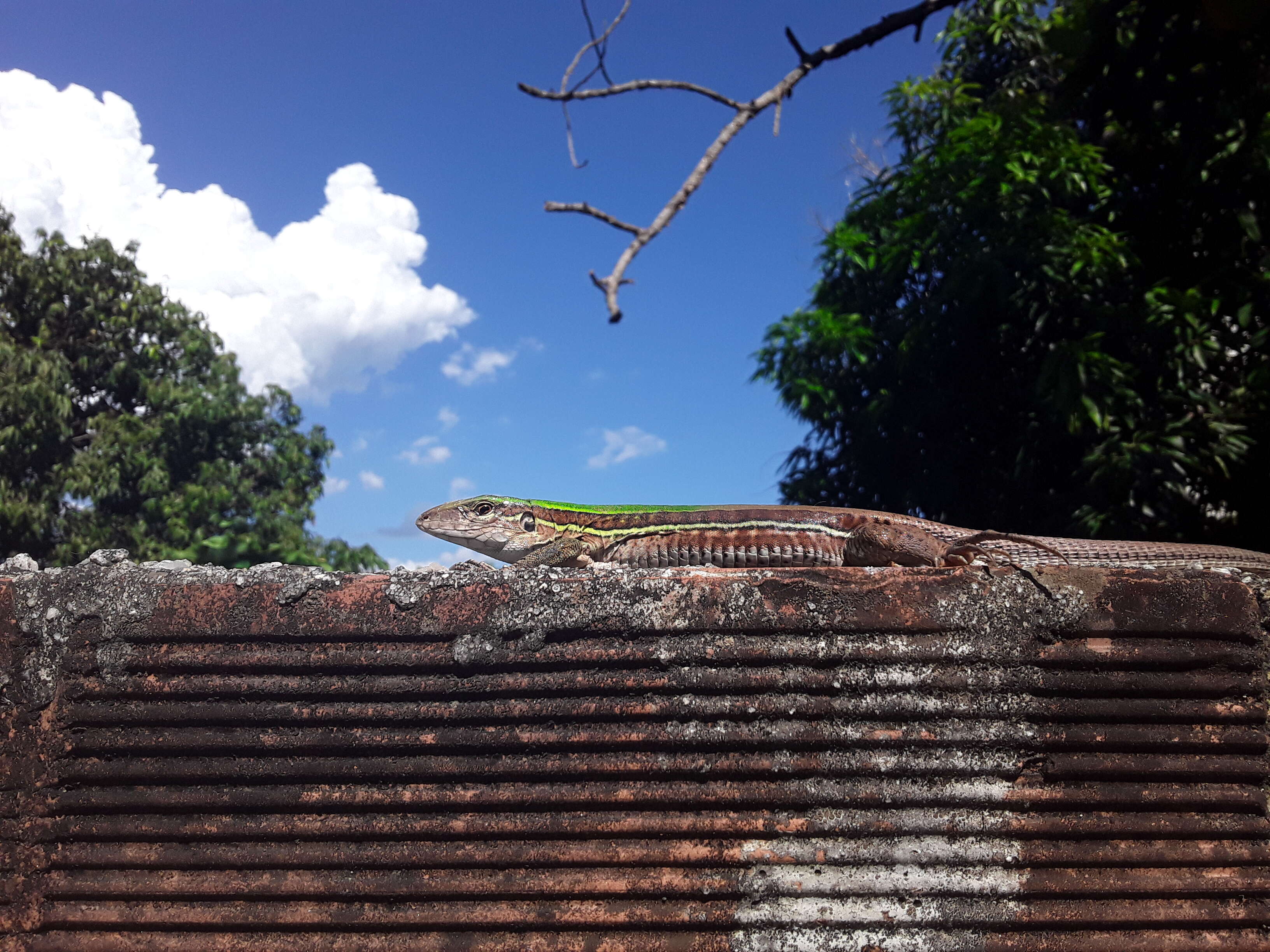 Image of Amazon Racerunner