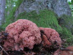 Image of Cauliflower coral