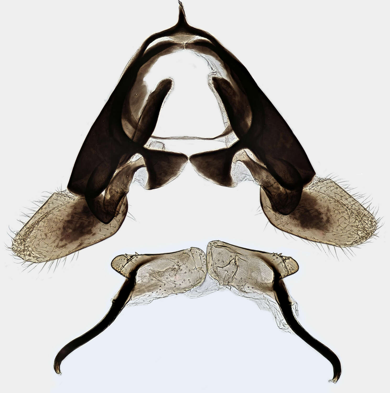 Image of <i>Aglaostigma fulvipes</i>