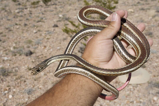 Image of Striped Whipsnake