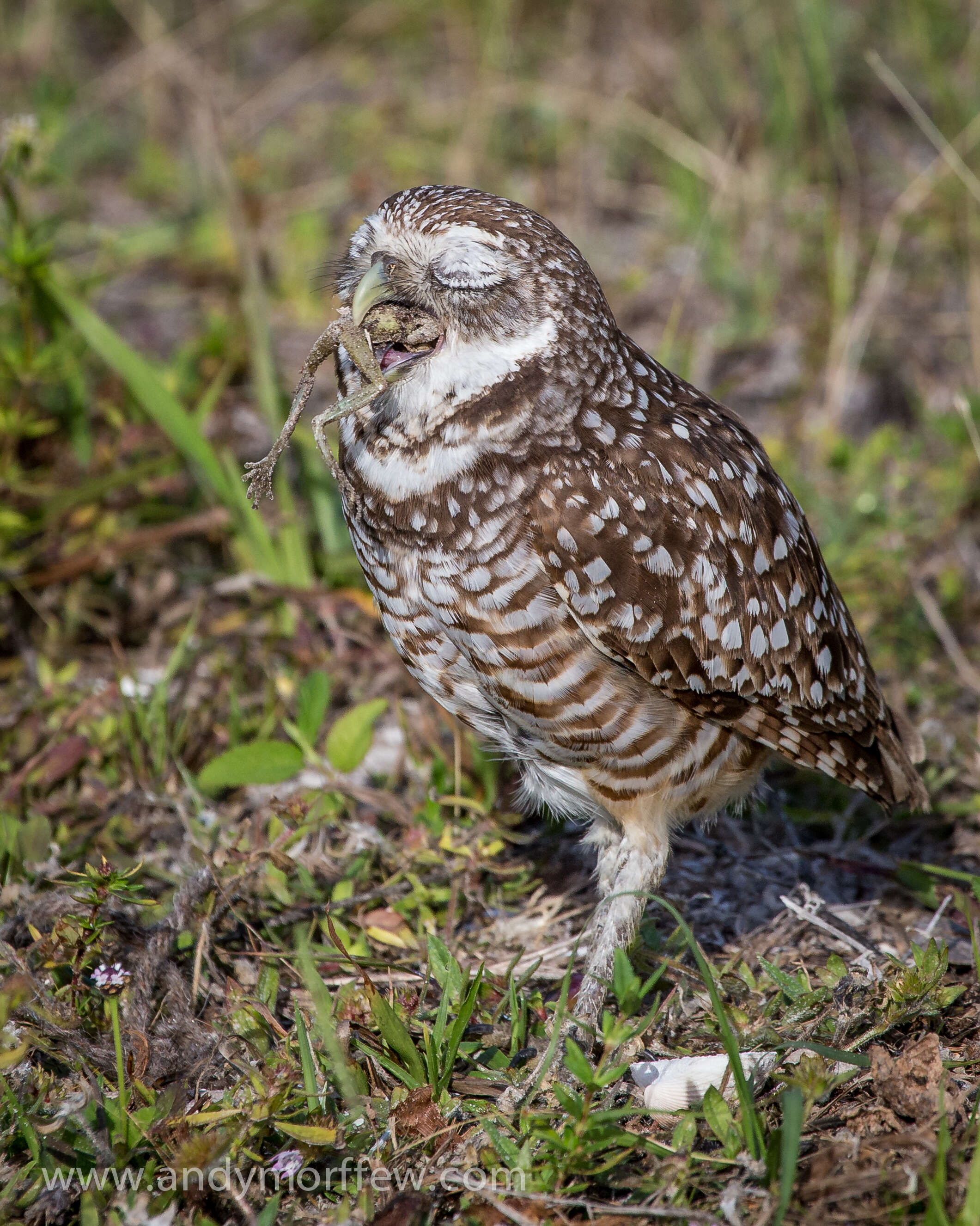 Image of Burrowing Owl