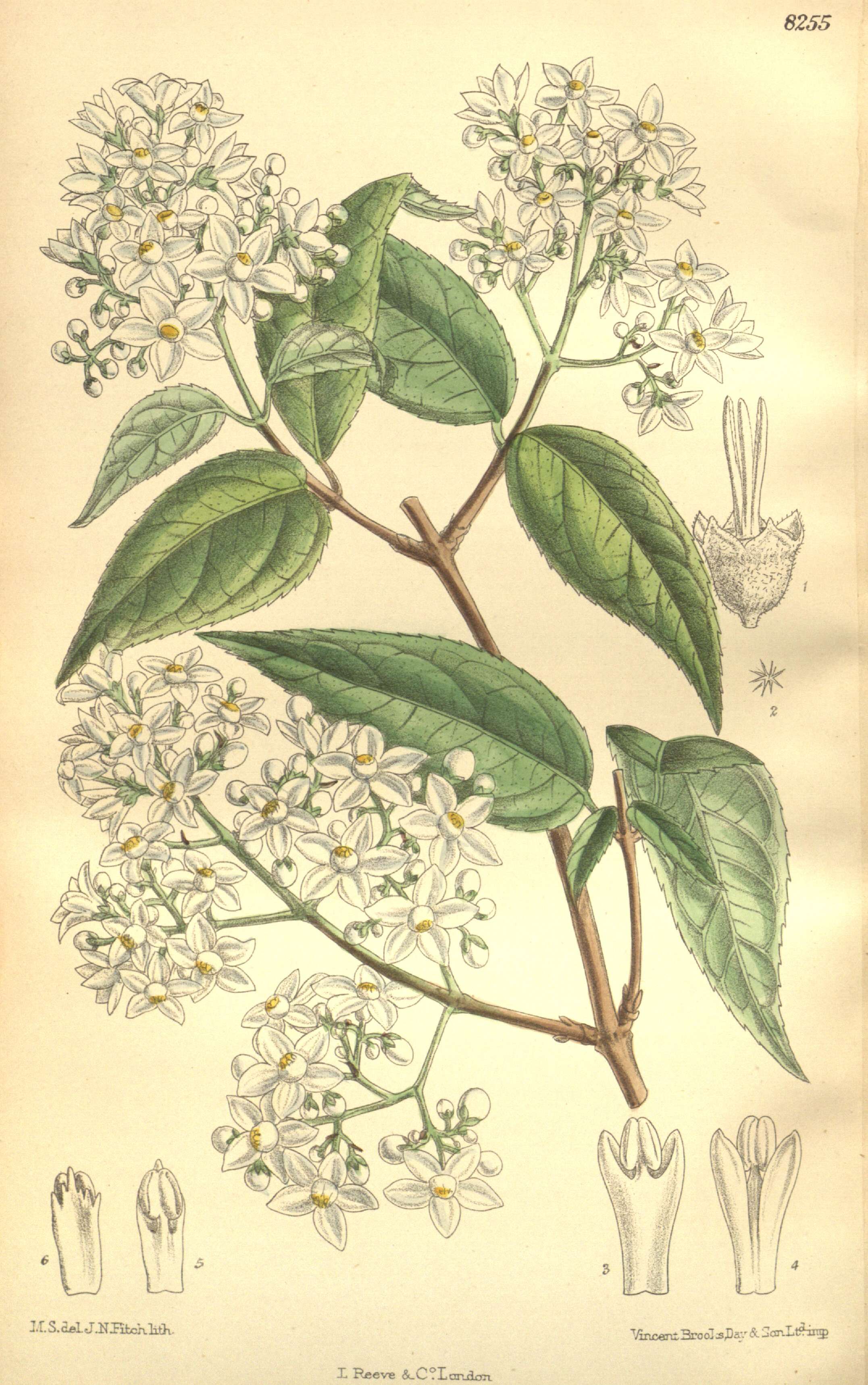 Image of Deutzia setchuenensis Franch.