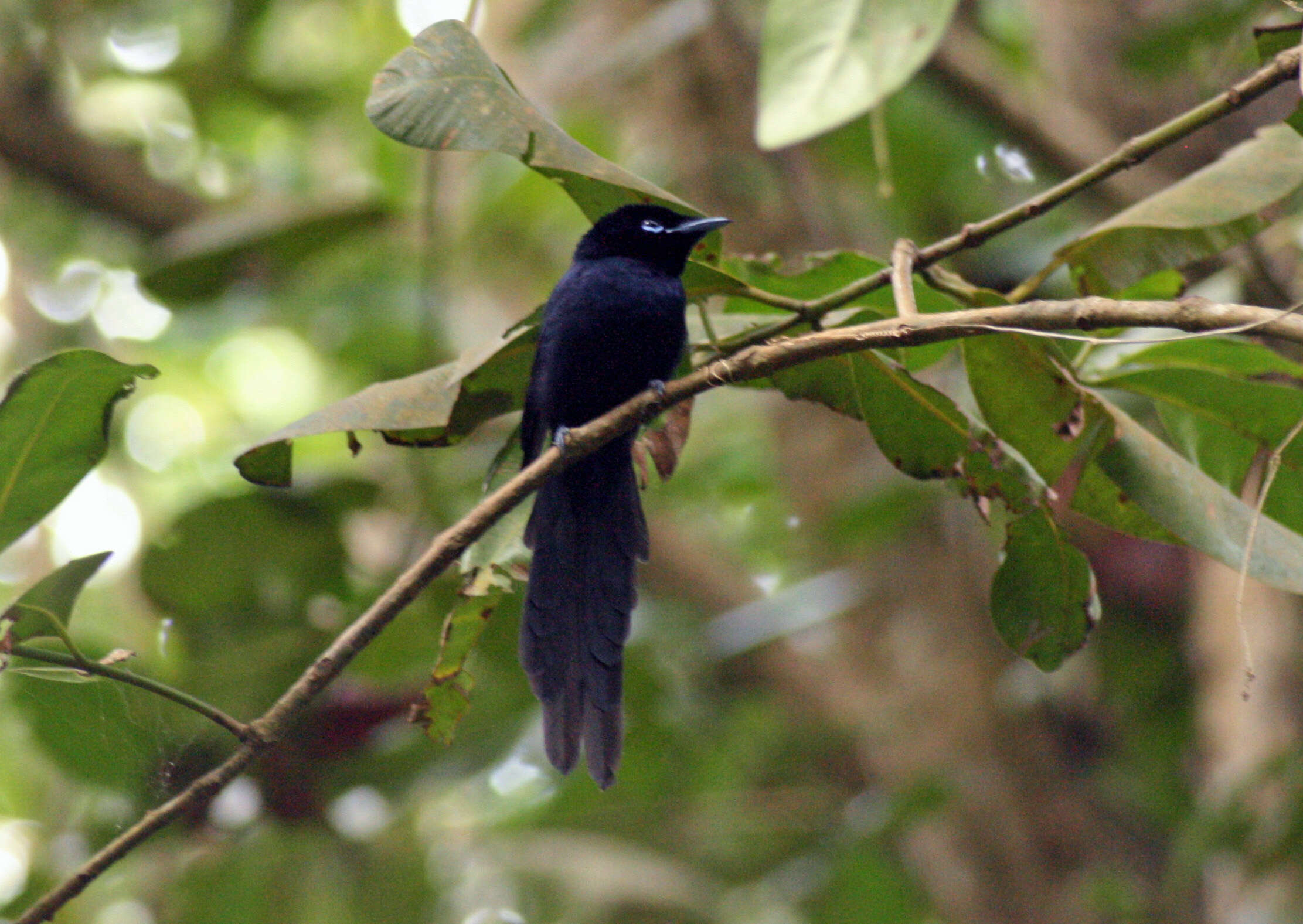 Image of Seychelles Black Paradise Flycatcher