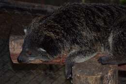 صورة Arctictis binturong whitei J. A. Allen 1910