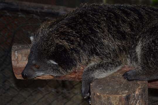 Image de Arctictis binturong whitei J. A. Allen 1910