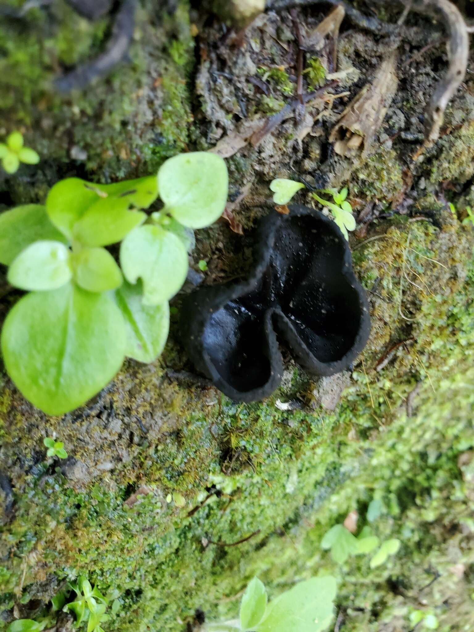 Plancia ëd Plectania rhytidia (Berk.) Nannf. & Korf 1957