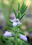 Image of Chloanthes parviflora Walp.