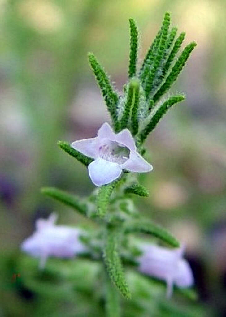 Image of Chloanthes parviflora Walp.