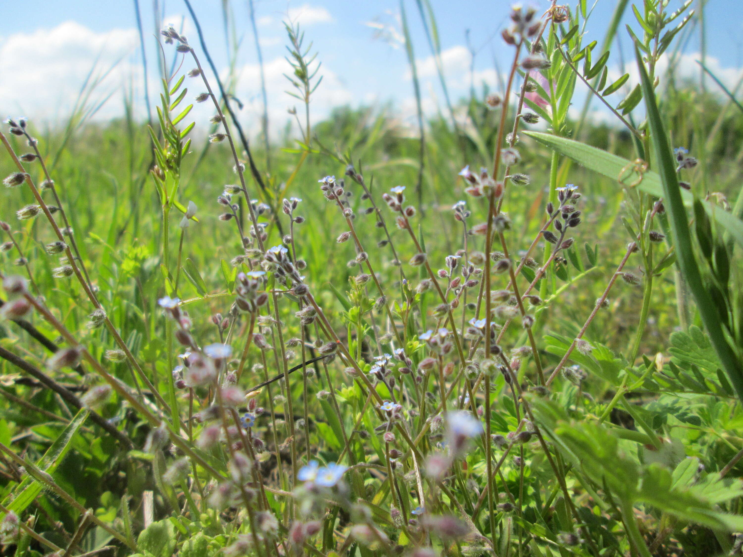 Image of Early Forget-me-not