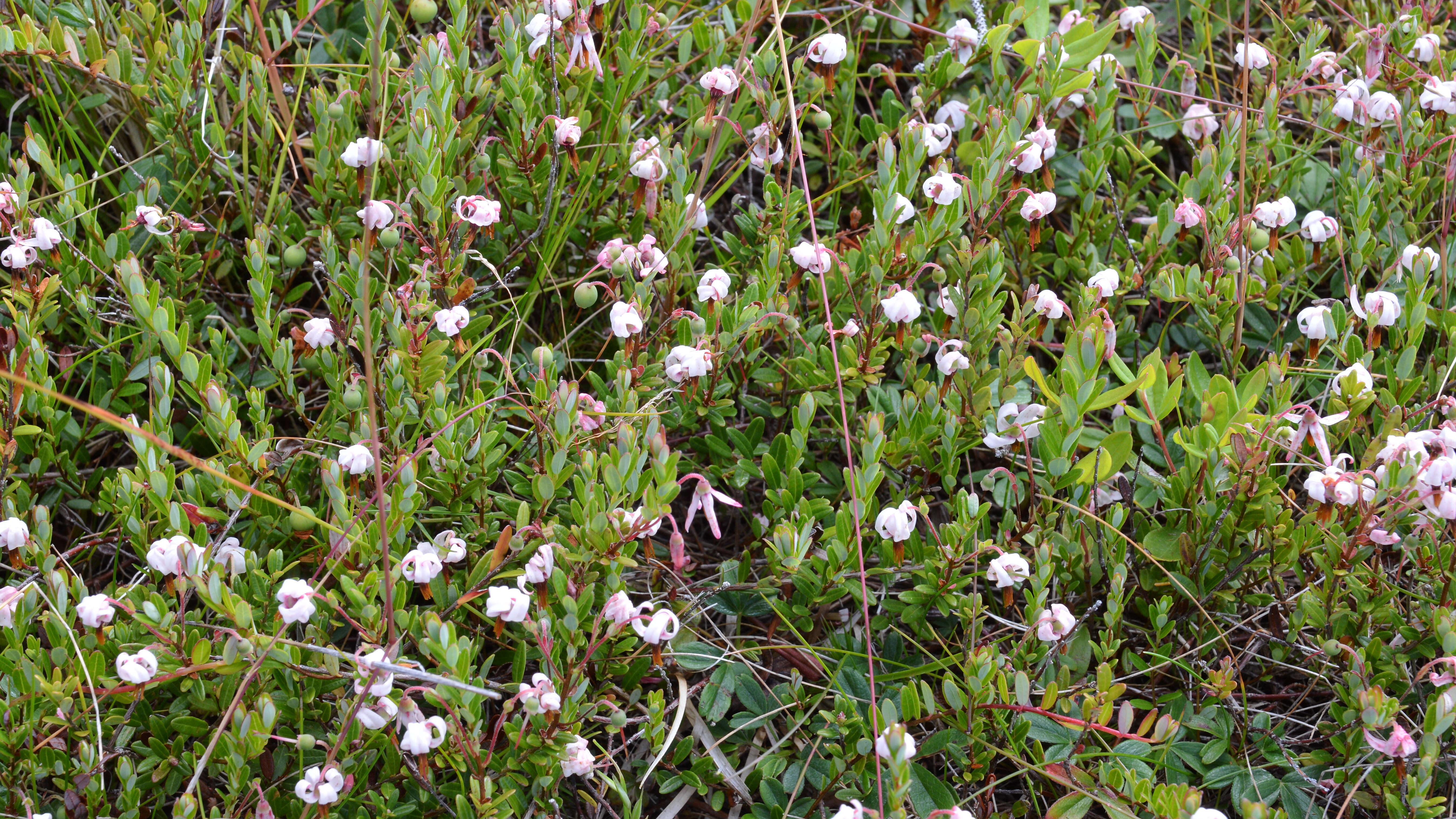 Image of Vaccinium macrocarpon