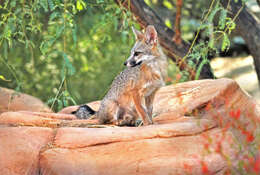 Image of Grey Foxes