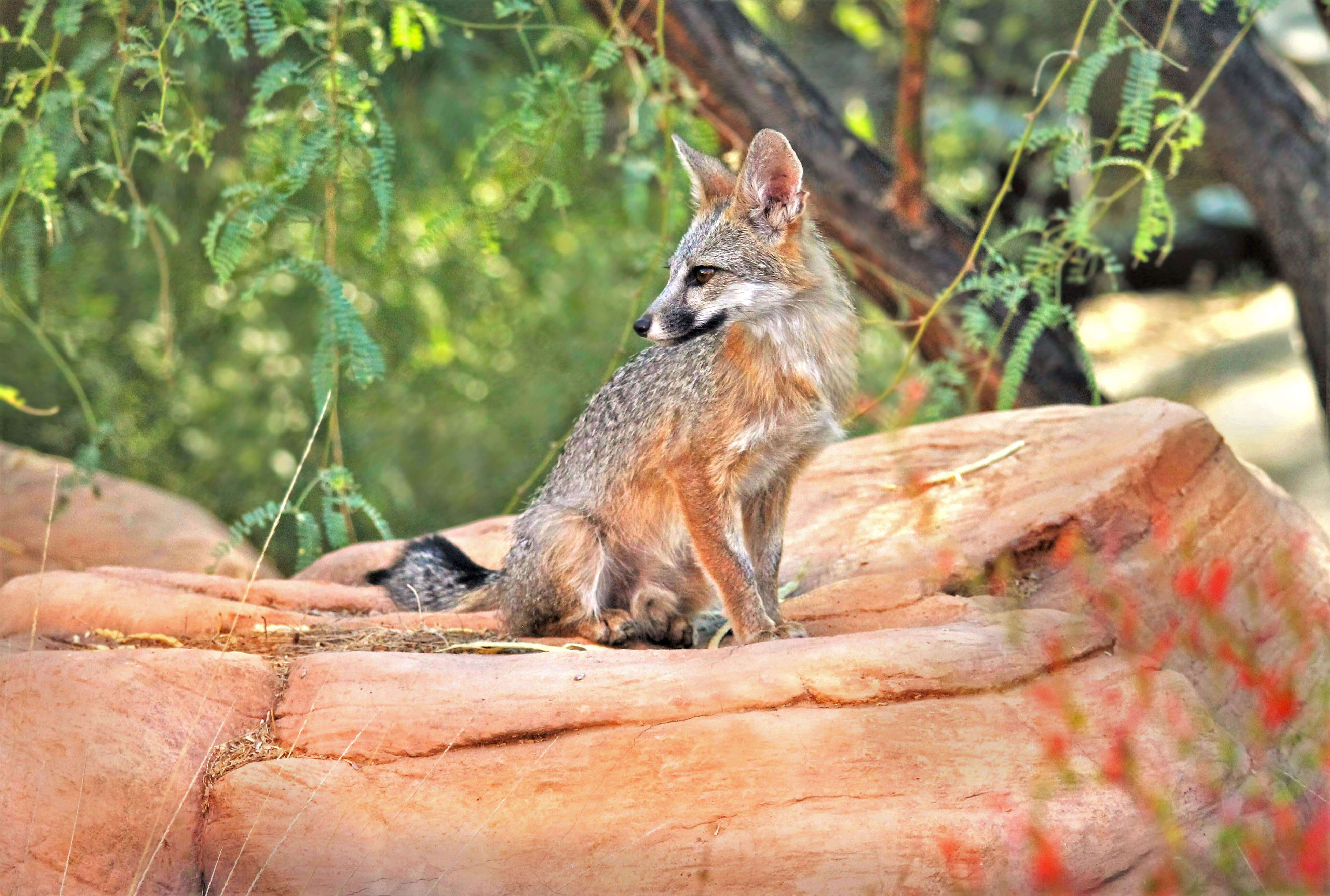 Image of Grey Foxes