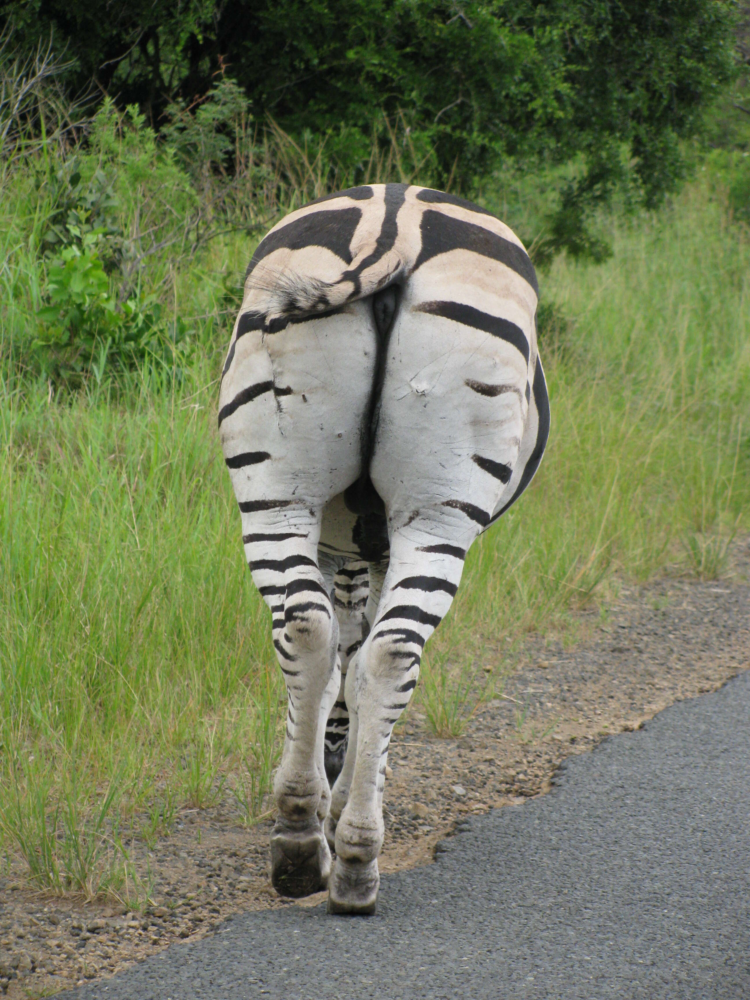 Image of Burchell's zebra