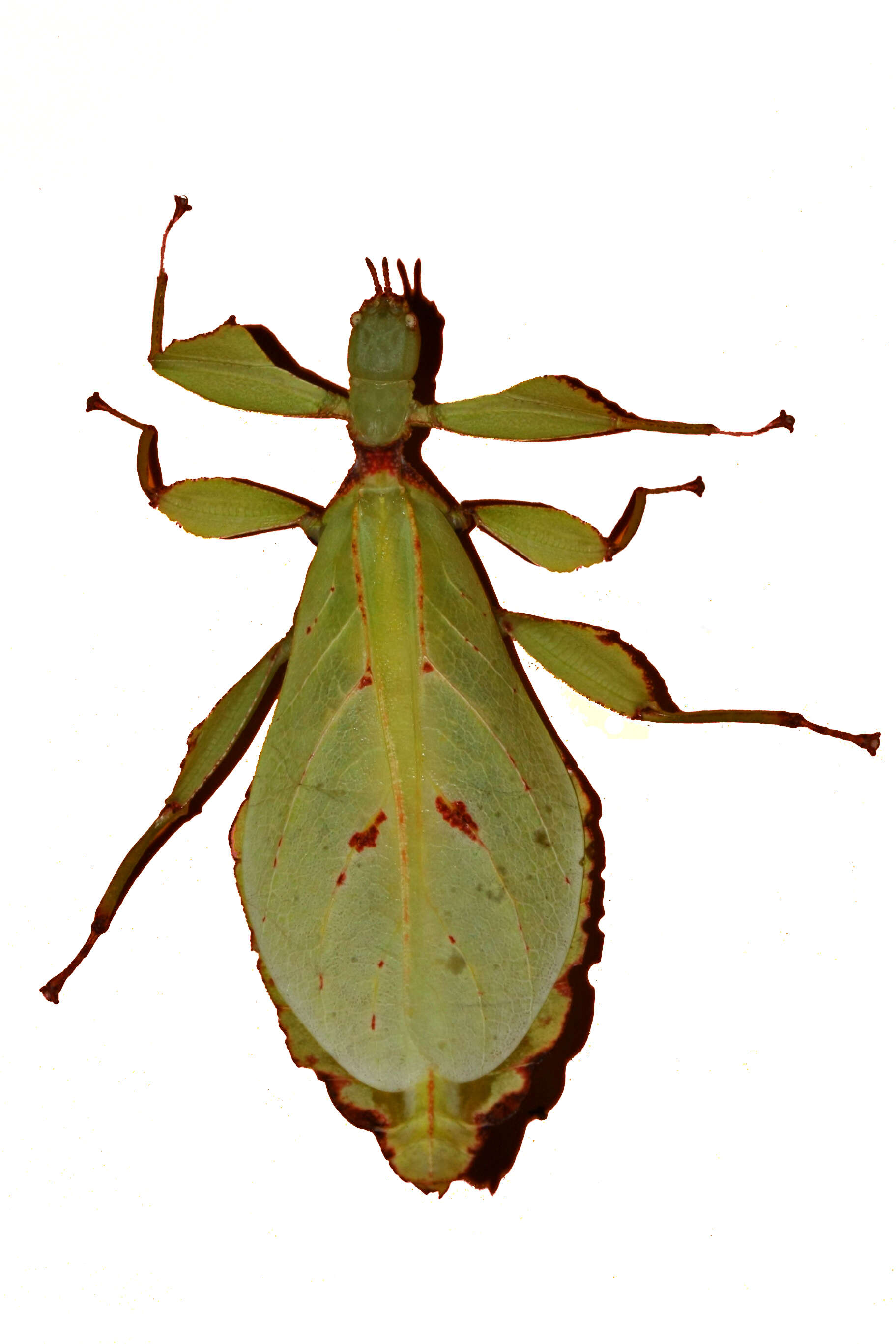 Image of Phyllium (Phyllium) bilobatum Gray & G. R. 1843