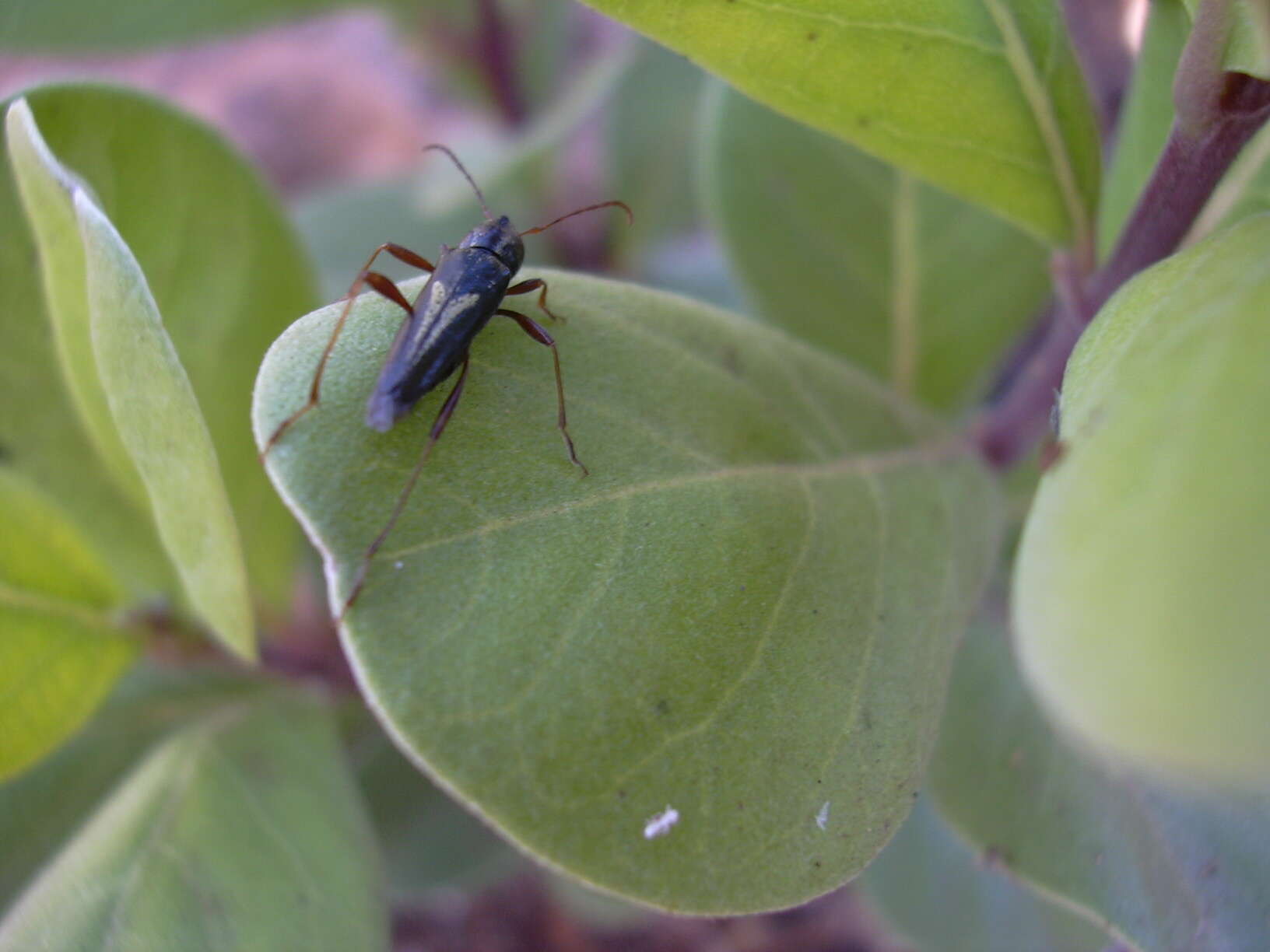 Image of roundleaf chastetree