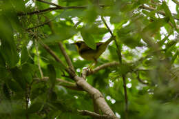 Geothlypis formosa (Wilson & A 1811) resmi