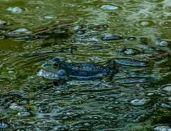 Image of Eurasian Marsh Frog