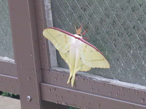 Image of Actias gnoma (Butler 1877)