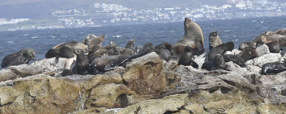 Image of Afro-Australian Fur Seal