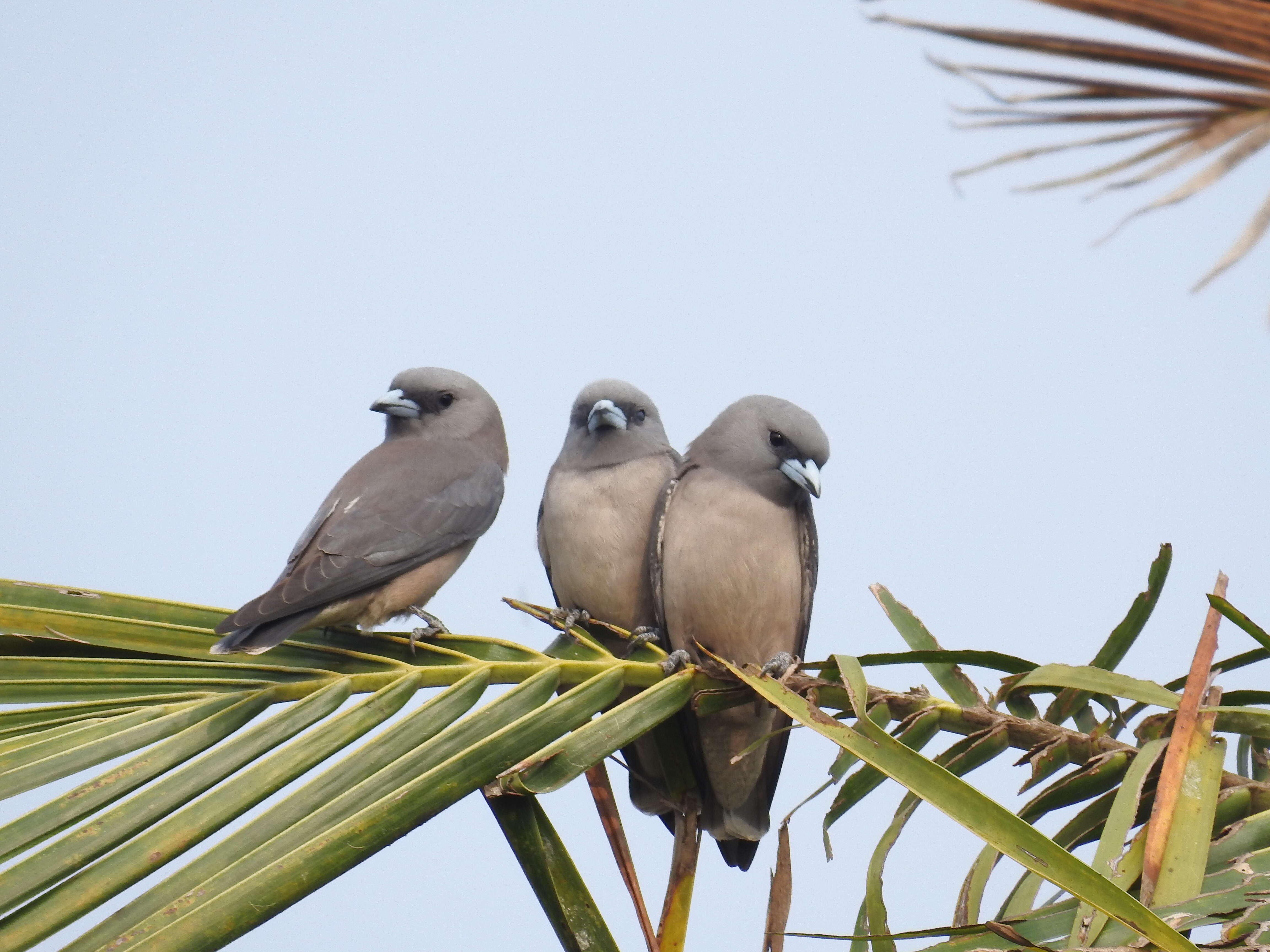 Image of Ashy Wood Swallow