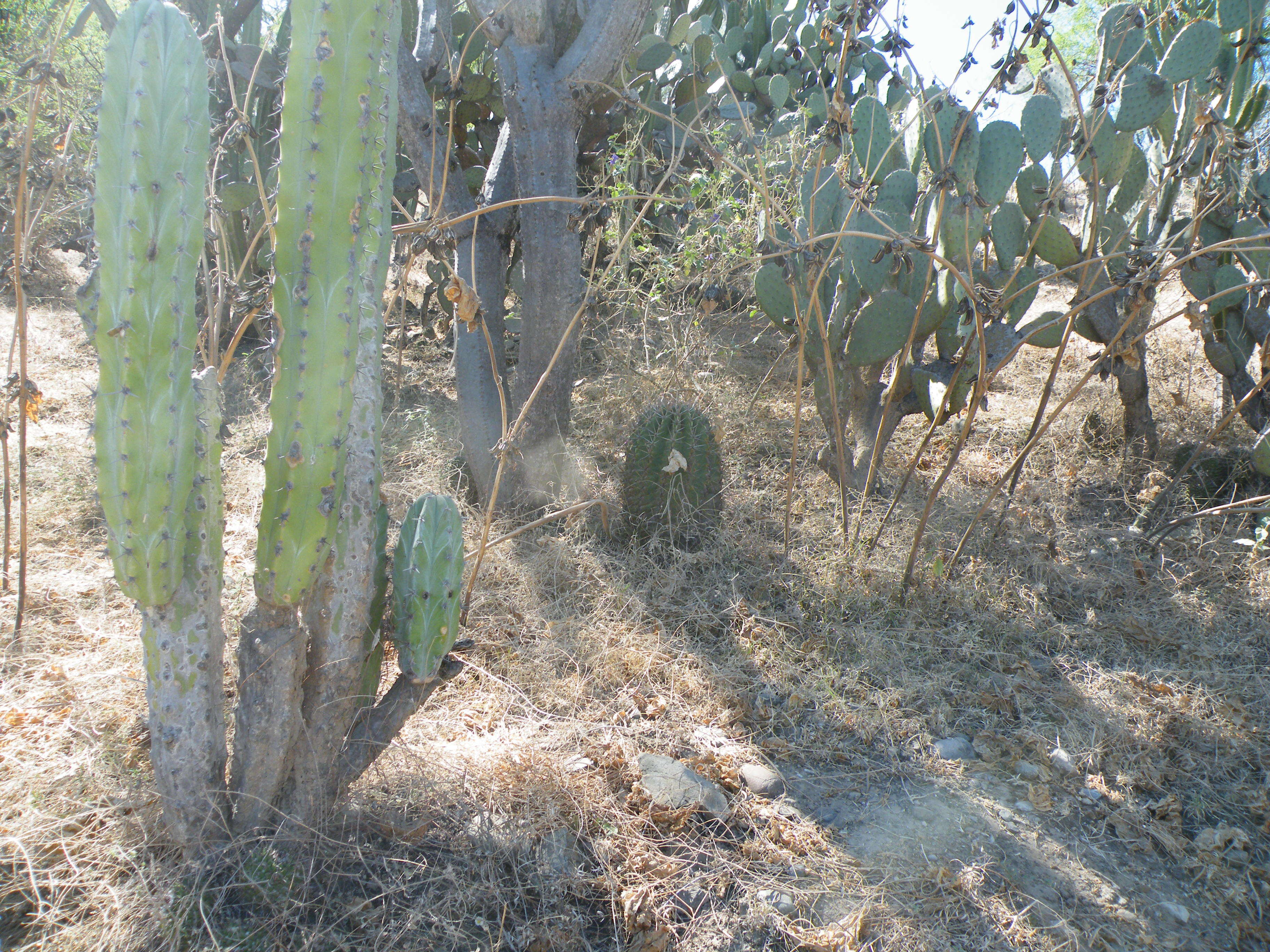 Image of Ferocactus latispinus (Haw.) Britton & Rose