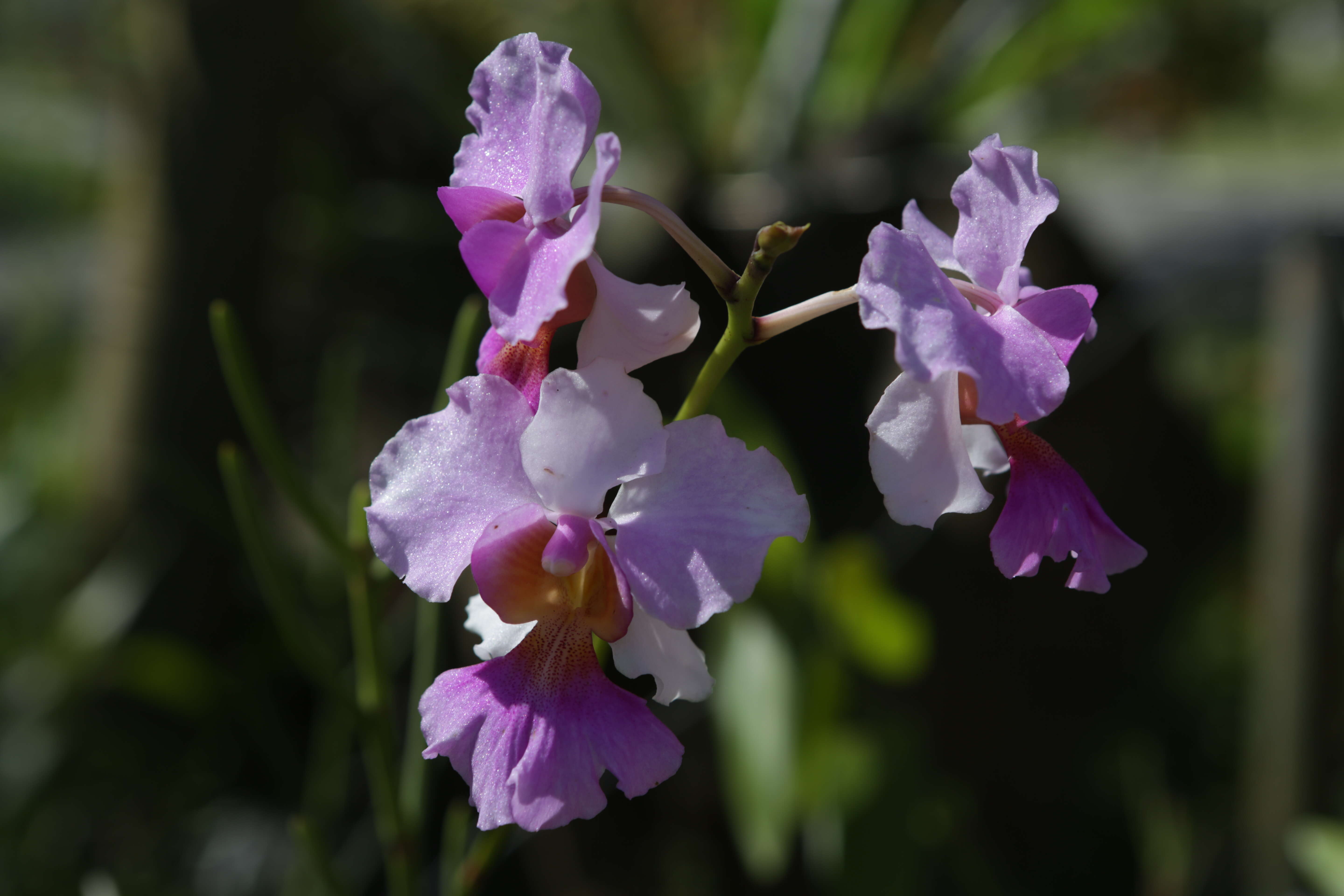 Vanda teres × Vanda hookeriana的圖片