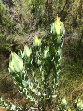 Image of Ivory conebush