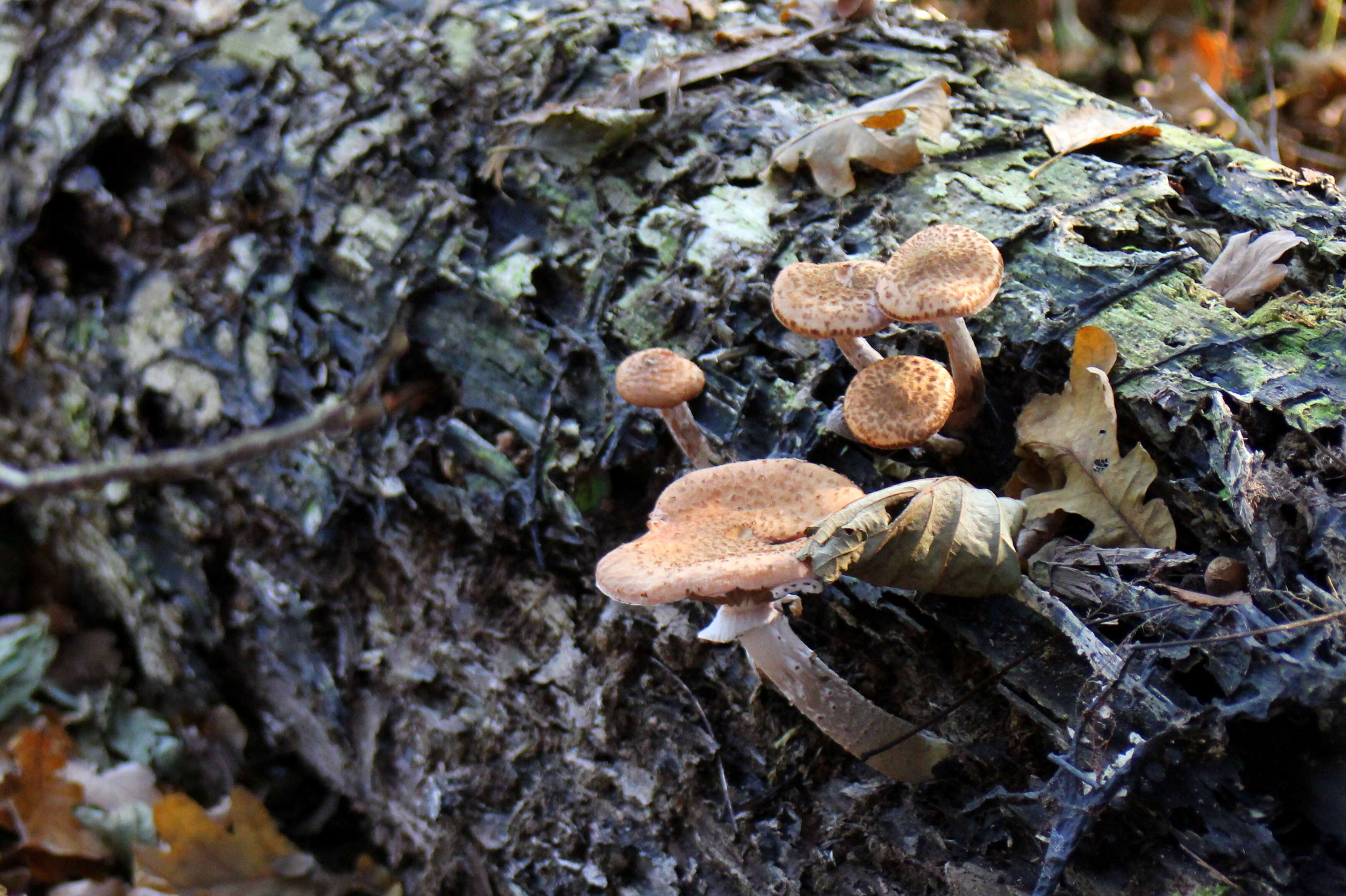 Image of Armillaria ostoyae (Romagn.) Herink 1973