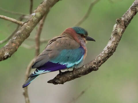 Imagem de Coracias benghalensis (Linnaeus 1758)