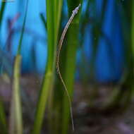 Image of Barbed pipefish