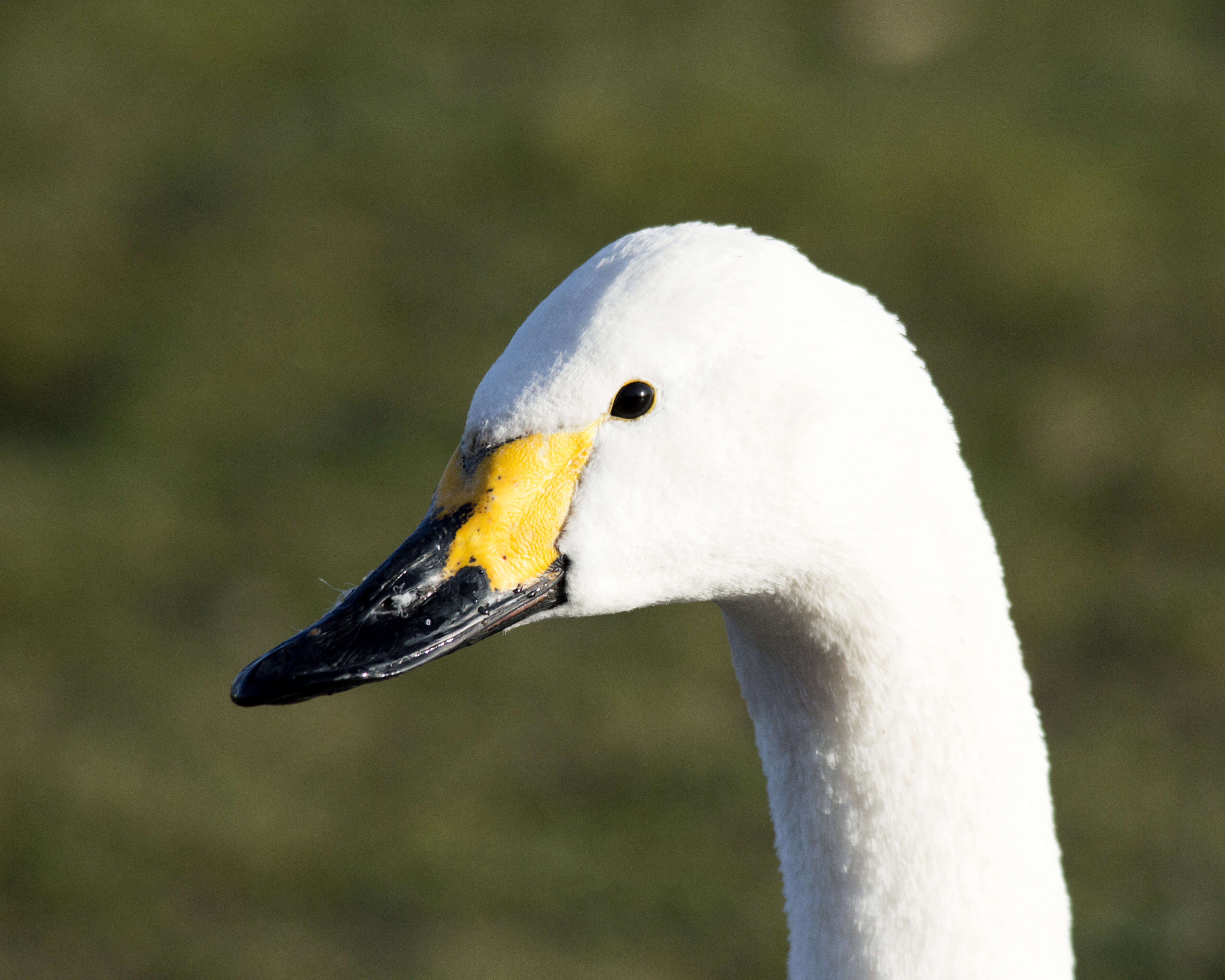 Image de Cygne de Bewick