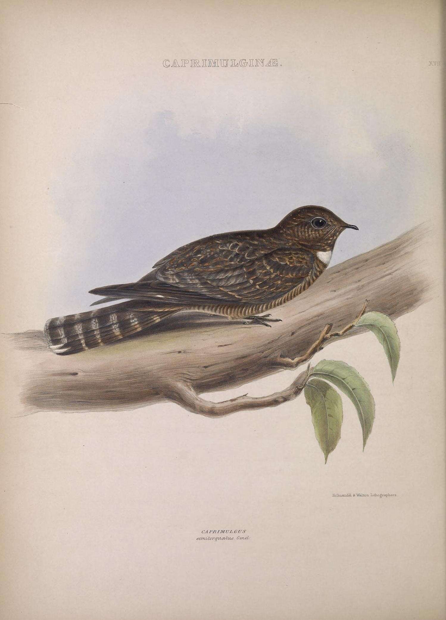 Image of Blackish Nightjar