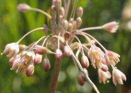 Imagem de Allium paniculatum L.