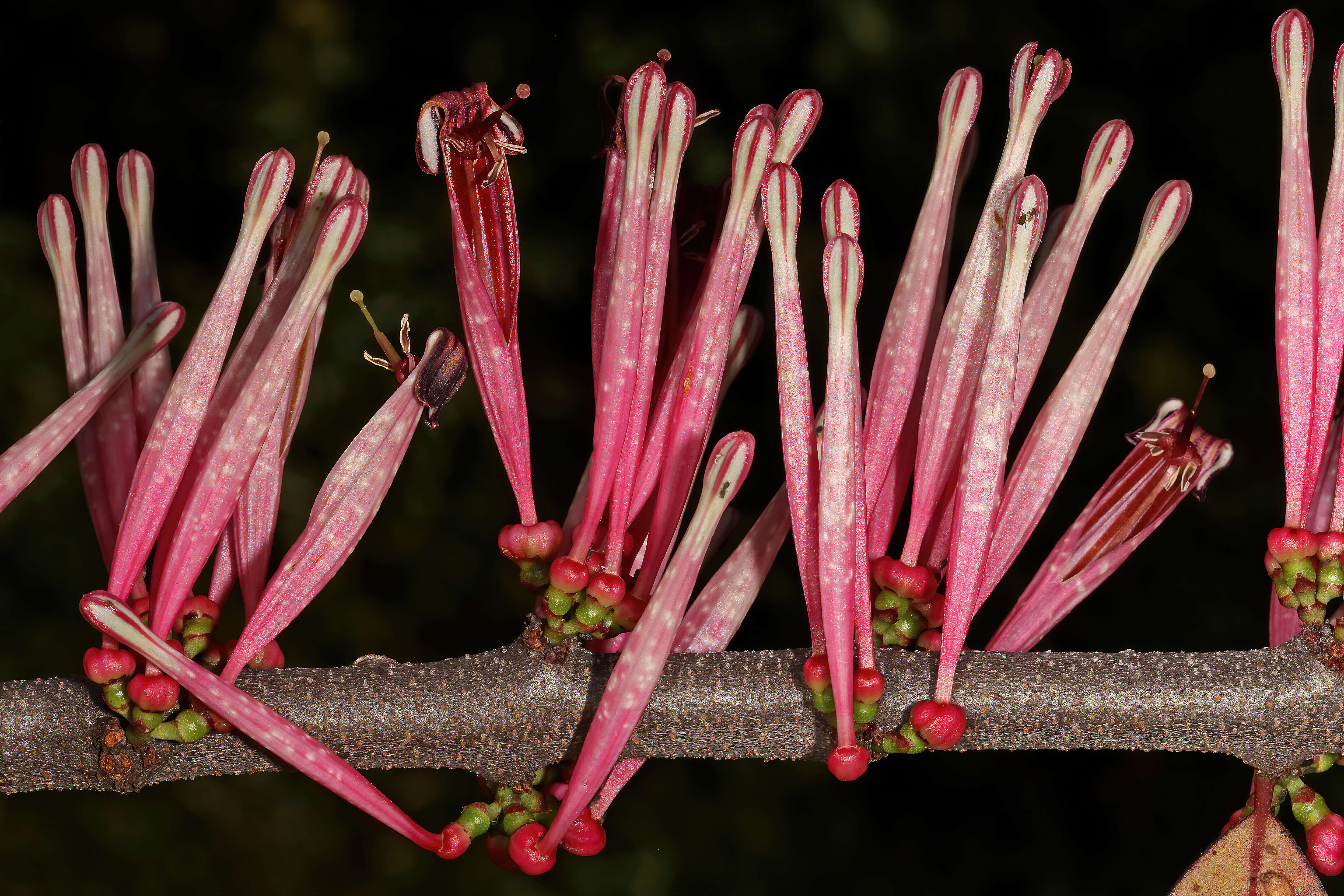 Image of Tapinanthus rubromarginatus (Eng I.) Danser